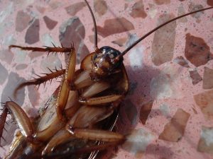 cockroach problem sydney