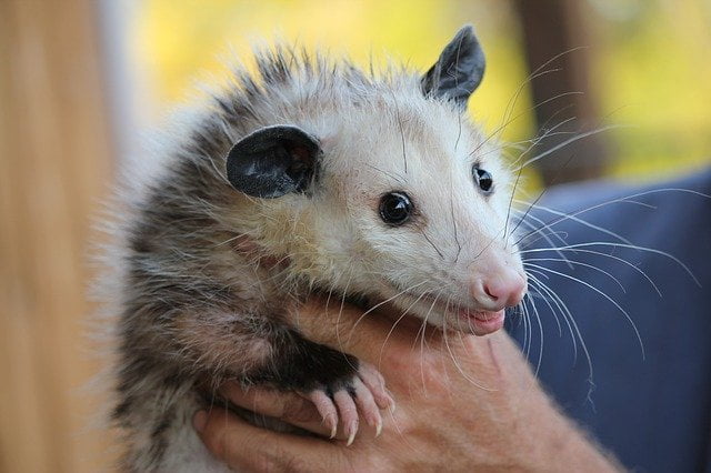 Emergency Possum Removal Service