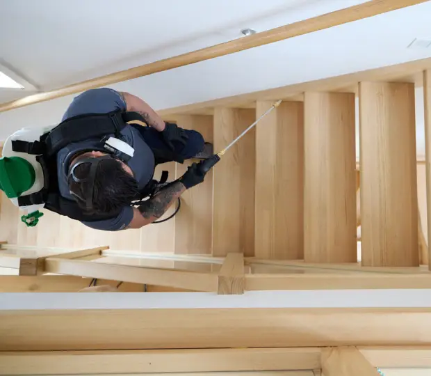 Pest Library: Identify and Understand Common Pests in Sydney Pest Library: Identify and Understand Common Pests in Sydney